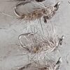 Hares Ear Rough Body Size 12